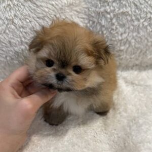 pomeranian-puppy-available-daizy2