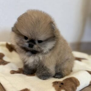 pomeranian-puppy-available-lucy