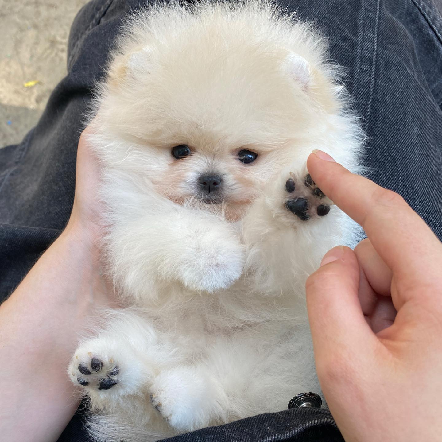 pomeranian-puppy-available-lola2