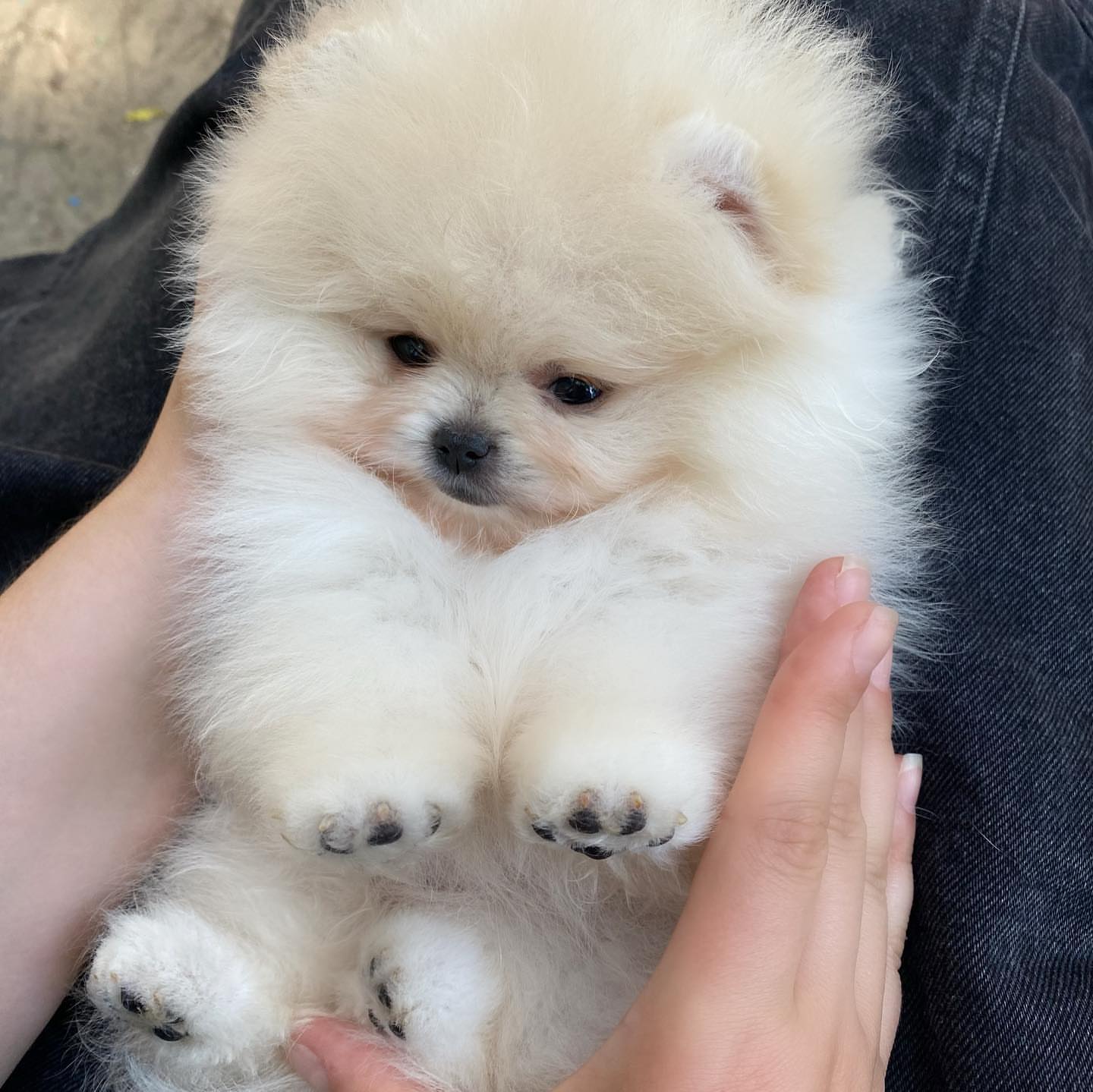 Luxury Pomeranian Puppy
