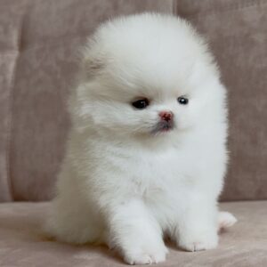 pomeranian-puppy-available-zoe