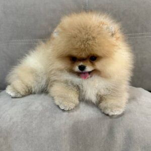 pomeranian-puppy-available-bailey2