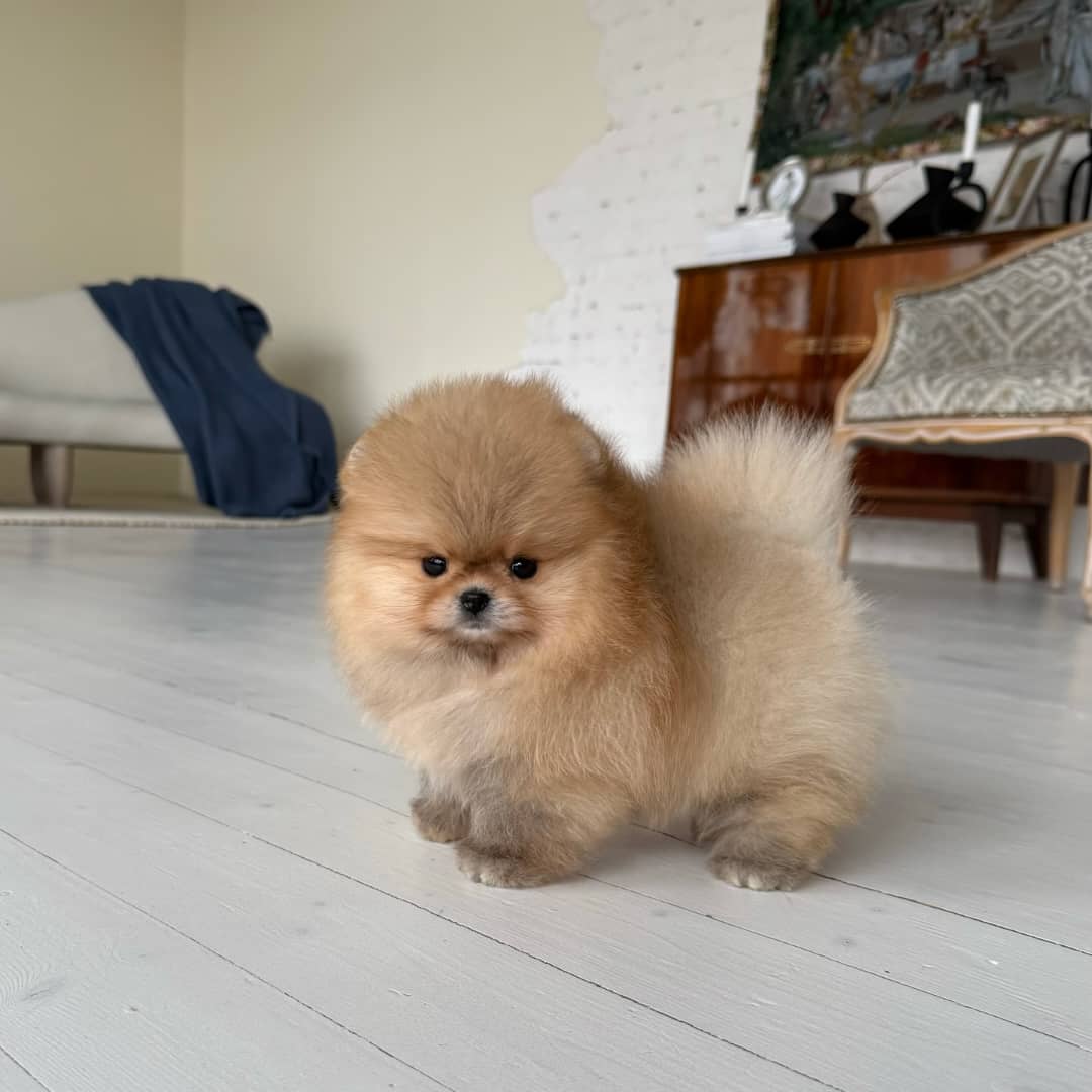 pomeranian-puppy-available-leo2