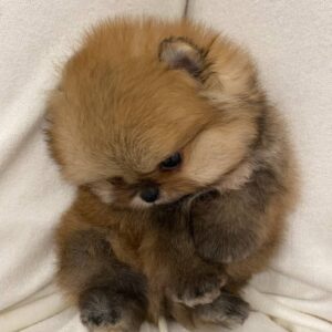 pomeranian-puppy-available-hank2
