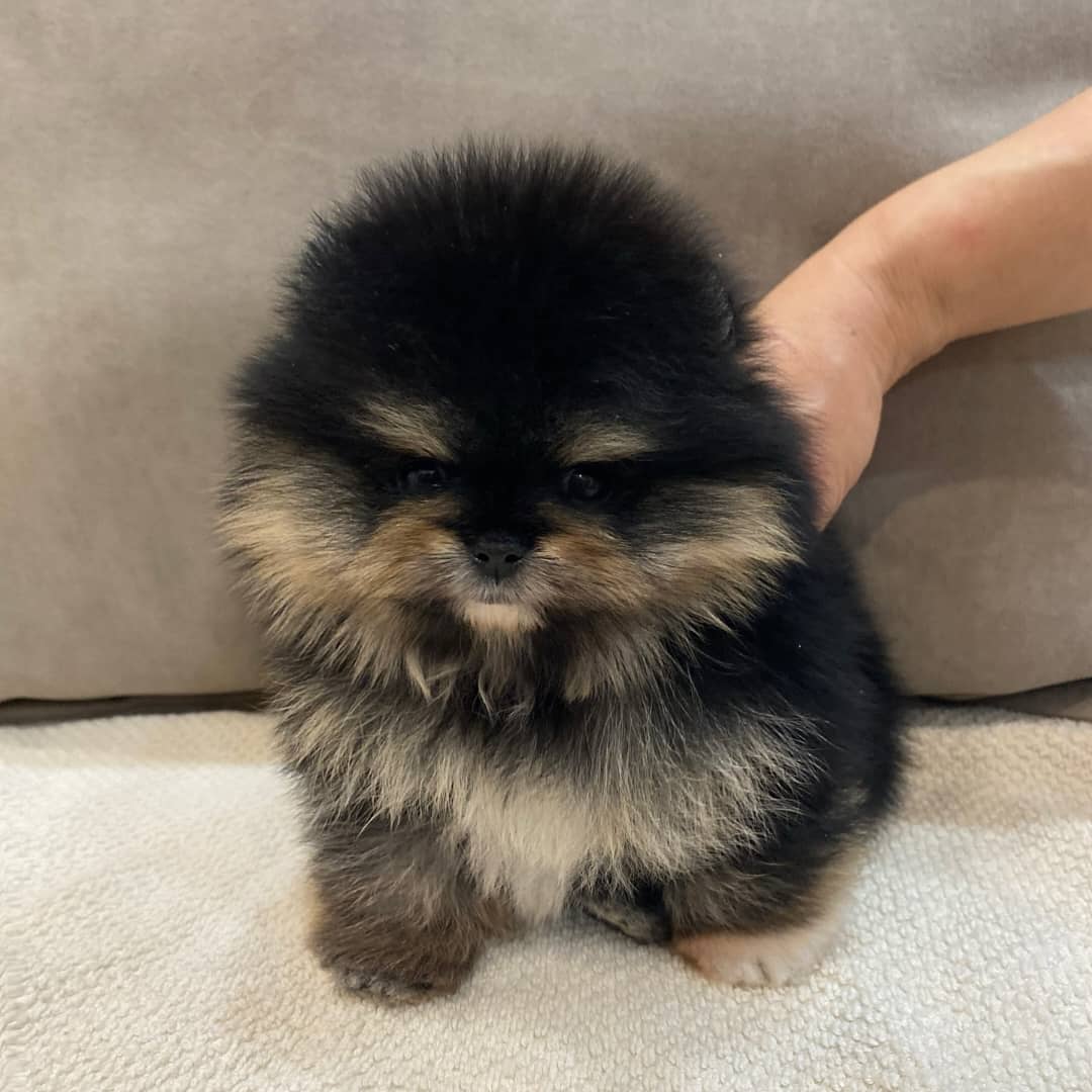 pomeranian-puppy-available-luke2