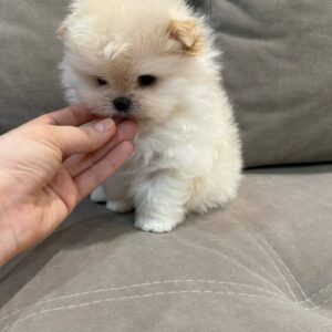 pomeranian-puppy-available-loki