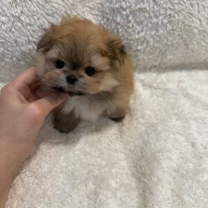pomeranian-puppy-available-winston2