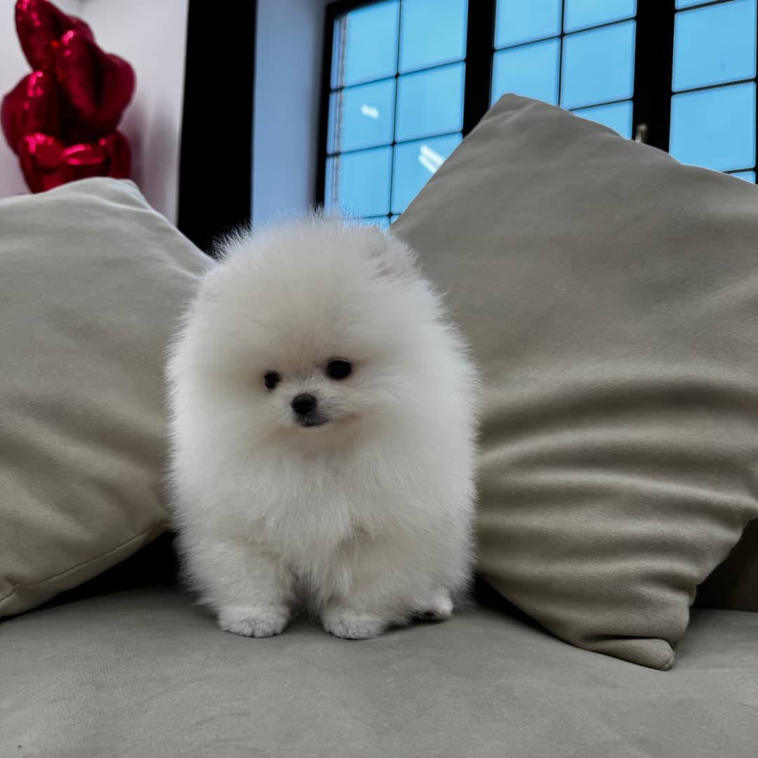 pomeranian-puppy-available-buddy2