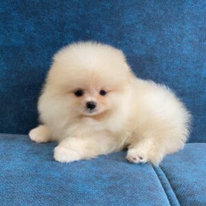 Pomeranian Puppies For sale