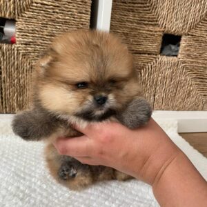 Pomeranian Puppy For Sale