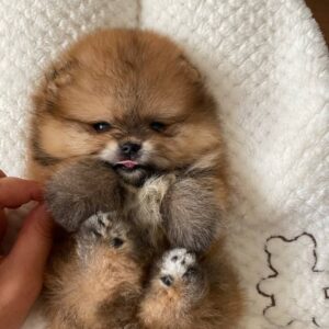 Pomeranian Puppy For Sale