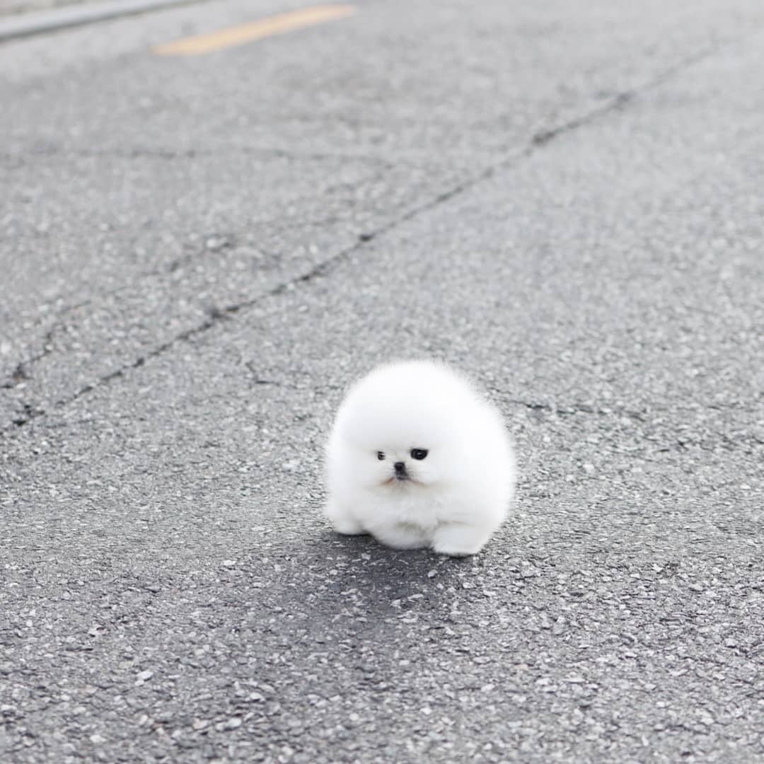 Pomeranian Puppies For sale