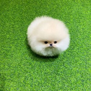 pomeranian-puppy-available-mimi2