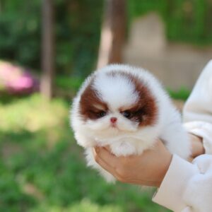 Pomeranian Puppies For Sale