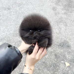 pomeranian-puppy-available-tati2