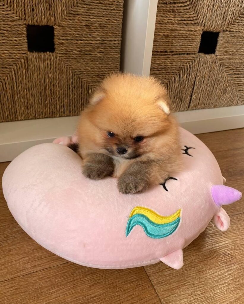 mini_mishki_boo_2-20250513-0004