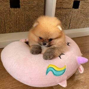 Pomerarnian Puppy For Sale
